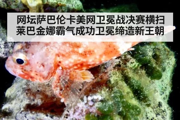 网坛萨巴伦卡美网卫冕战决赛横扫莱巴金娜霸气成功卫冕缔造新王朝